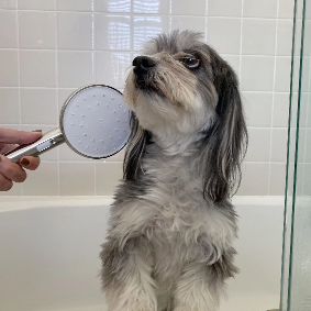 Moon Smart Shower Head With A Dog